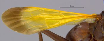 Media type: image;   Entomology 15805 Aspect: Wing front